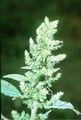 راهنمای نگهداری و پرورش گیاهان آپارتمانی - تاج خروس